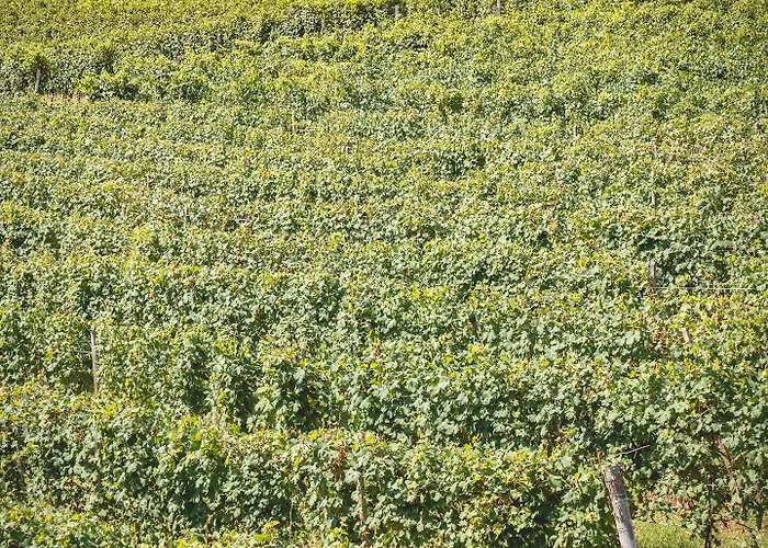 Arborina Relais Hotell